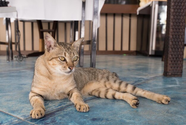 猫が横たわっている