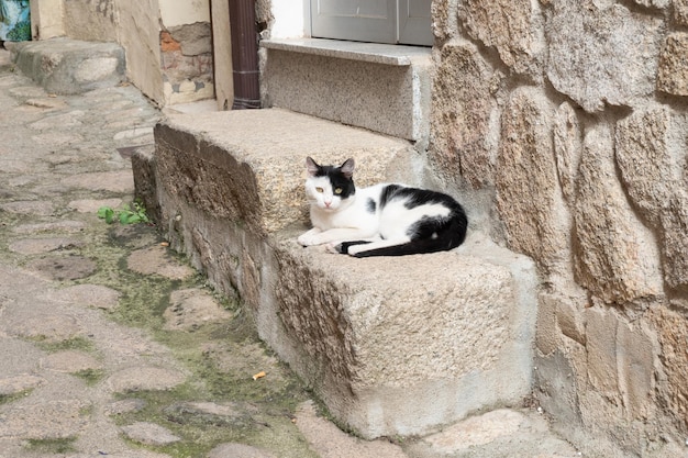 A cat lying on the entrance stairs to an old house in a small town