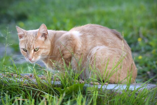 Cat lying on a field