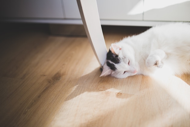 Foto gatto sdraiato sul pavimento