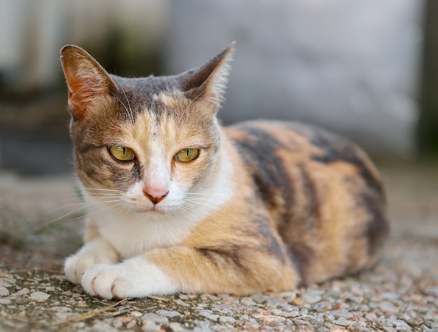 床に横たわっている猫