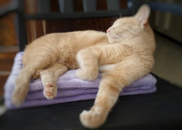 Photo cat lying on folded blanket