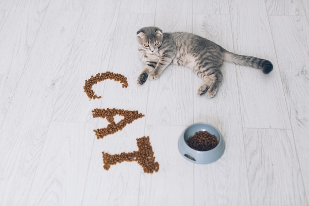 Cat lying at food