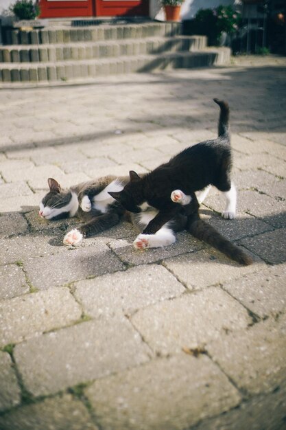 Cat lying on footpath