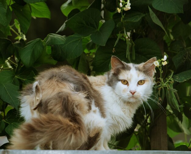 정원에 누워있는 고양이, summeÃ Âº time