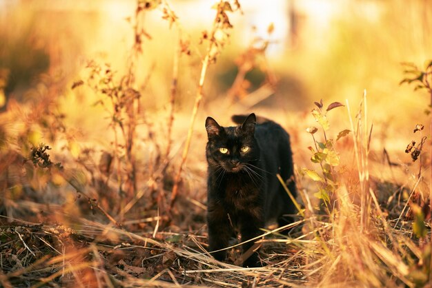 日光の輝きの中で芝生の地面に横たわっている猫屋外散歩中の若い飼い猫リラックスした猫と日当たりの良い緑豊かな庭園