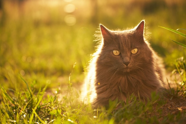 Cat lying on the grass ground in sunlight glow young domestic cat on a walk outdoors relaxed cat and sunny green garden