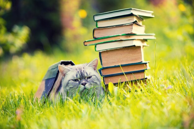 Photo cat lying on the grass under old book near cat standing pile of old books