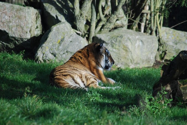 Cat lying on grass in zoo