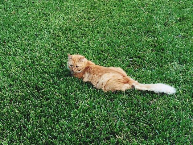 Photo cat lying on grass