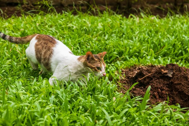 Cat lying on grass