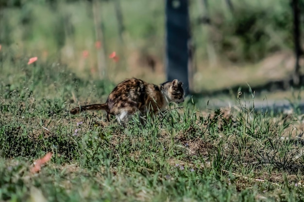 Foto gatto sdraiato sull'erba