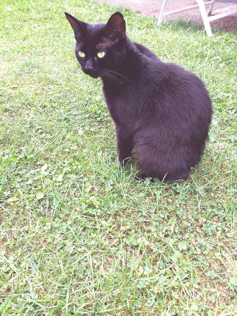 Cat lying on grassy field