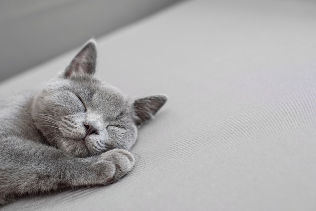 Cat lying on grey background,