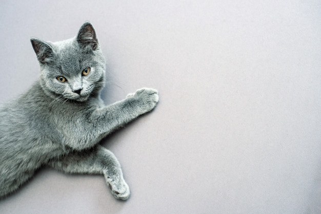 Cat lying on grey background,