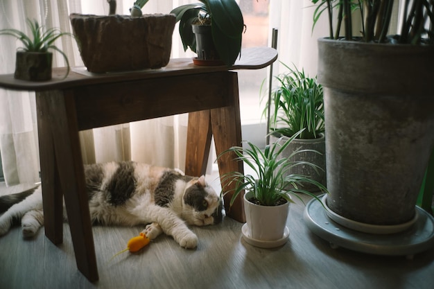 Foto gatto sdraiato sul pavimento di legno a casa