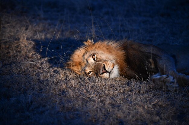 Cat lying on a land