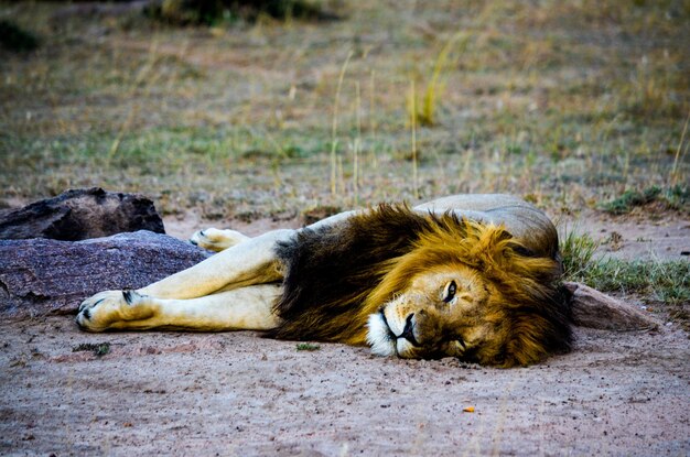 Photo cat lying on a land