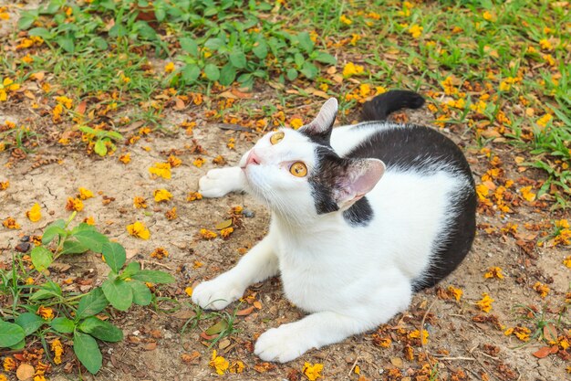 Cat lying looking up.