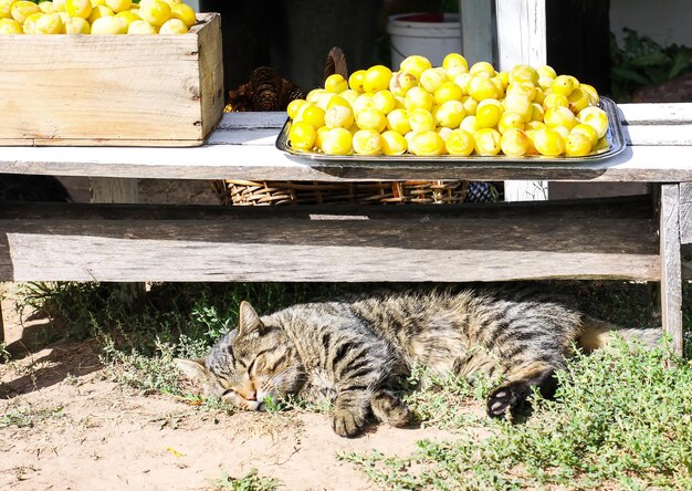 A cat lying near the freshly picked harvest of yellow sweet plums in a farm yard.