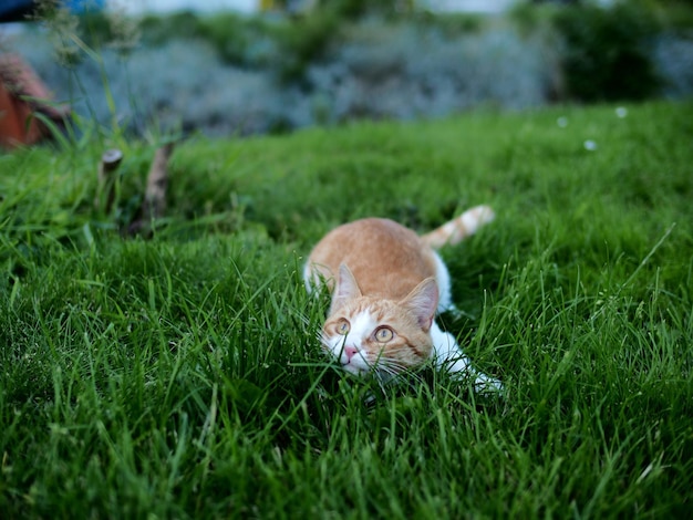 写真 草原に横たわっている猫