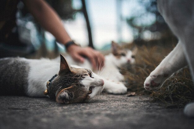 写真 猫が手の上に横たわっている