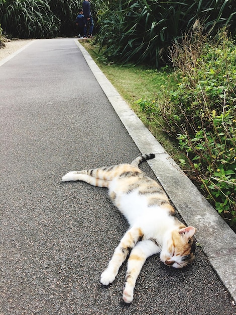 사진 타일로 된 바닥 에 누워 있는 고양이