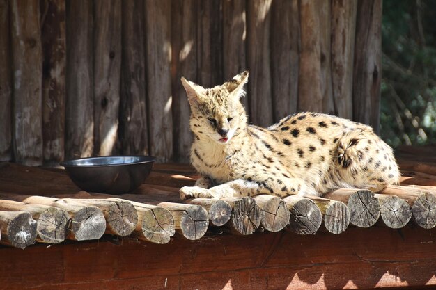 写真 木の上に横たわっている猫