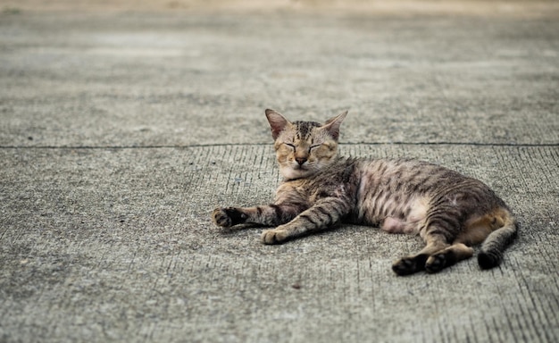 Cat lying on road