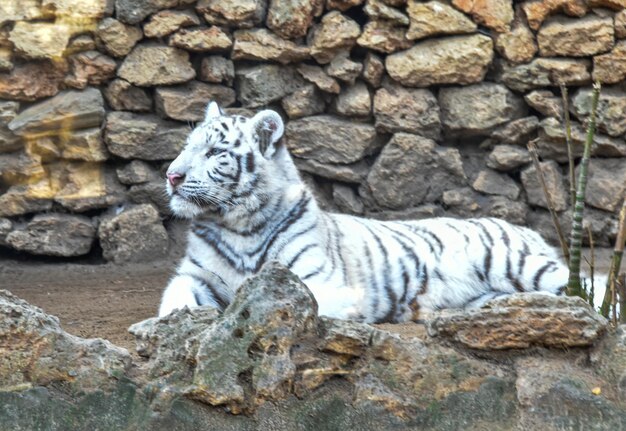 Cat lying on rock