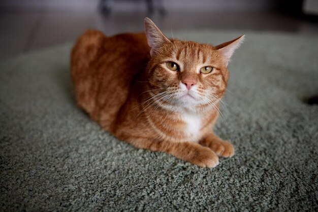 Cat, lying on the rug, at home. Shelter for pets. Diseases, treatment of pedigree cats.