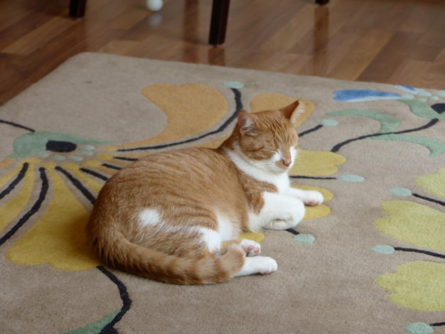 Cat lying on rug