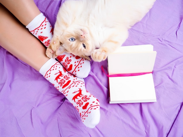 Gatto sdraiato sul divano nel soggiorno decorato per natale, gambe femminili in calze di natale.