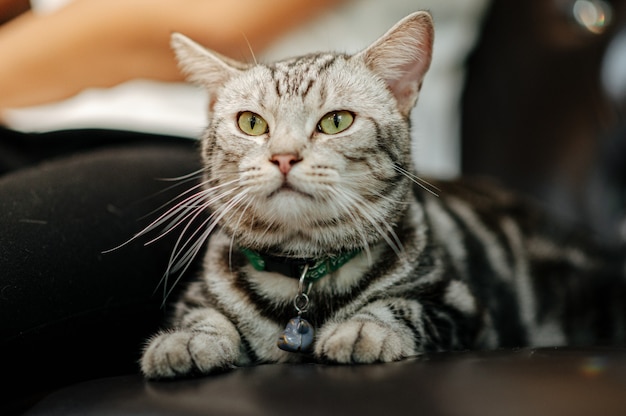 cat lying on a sofa