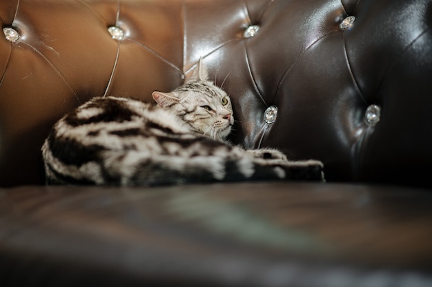 Cat lying on the sofa