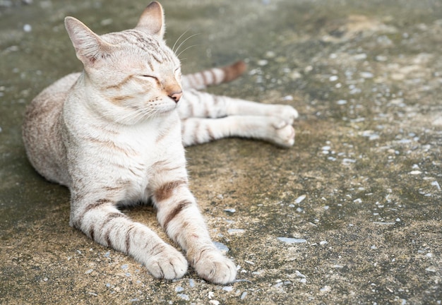 ソフトフォーカスの背景に横たわっている猫のクローズアップ