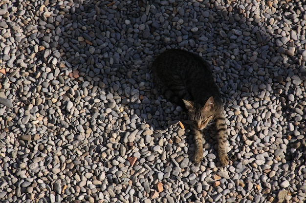 Cat lying on the stones