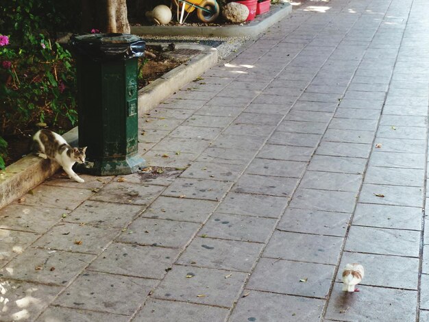 通りに横たわっている猫