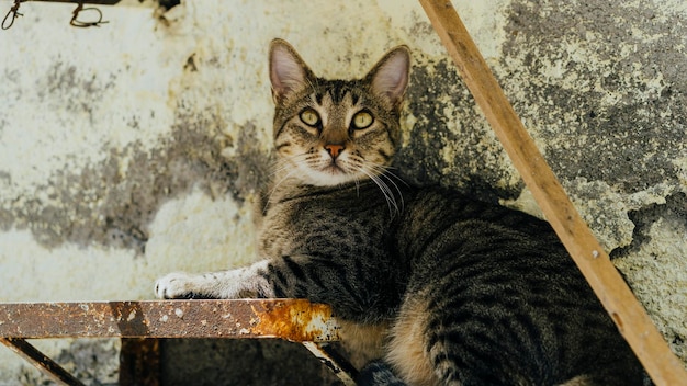 Cat lying in the street.