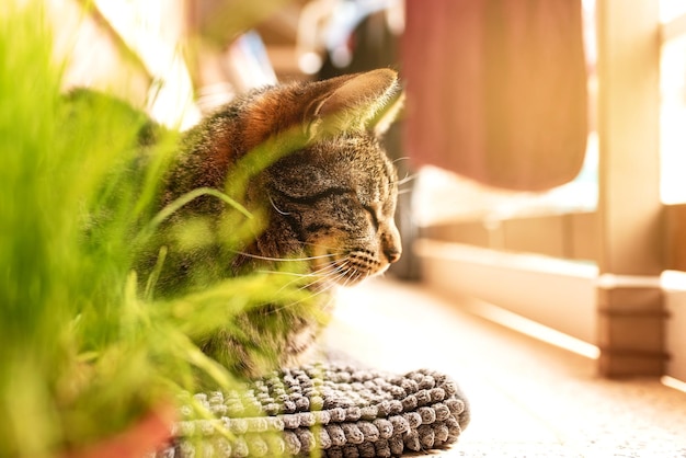 植物の隣のテラスで太陽の下で横になっている猫