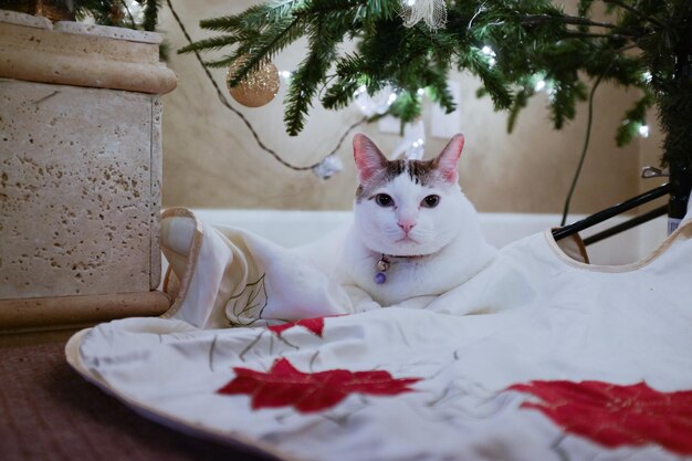 Photo cat lying on a table