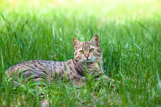 Cat lying in a tall grass