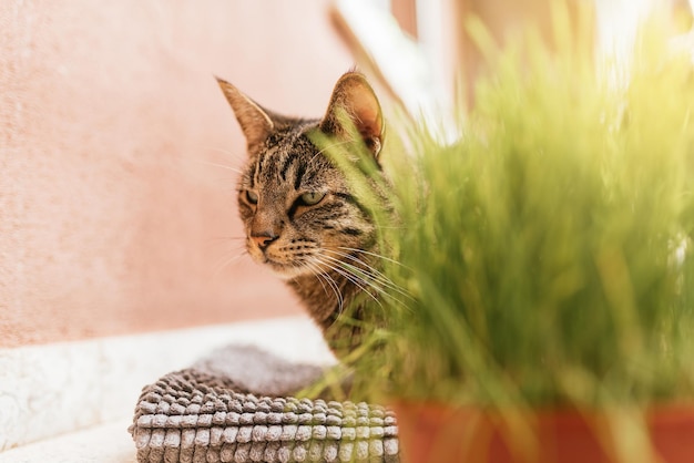 植物の隣のテラスに横たわる猫