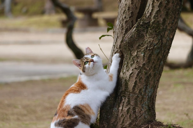 Foto gatto sdraiato sul tronco dell'albero