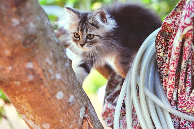 Foto gatto sdraiato sul tronco dell'albero