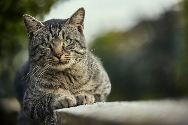 Cat lying on the wall rests at sunset