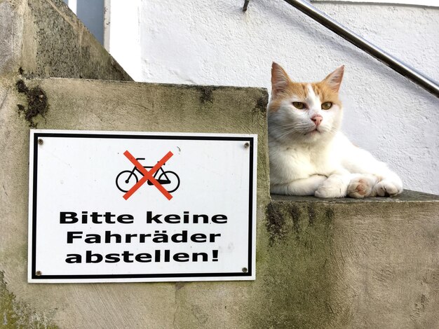 Photo cat lying on wall