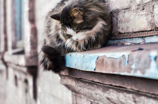 Photo cat lying on wall