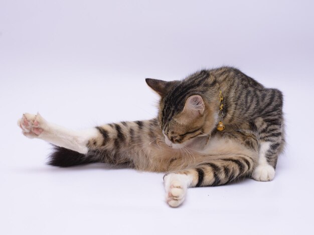 Cat lying on white background