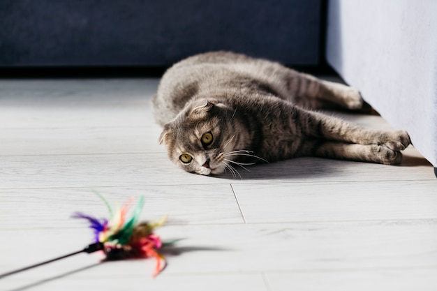 Photo cat lying with toy on floor